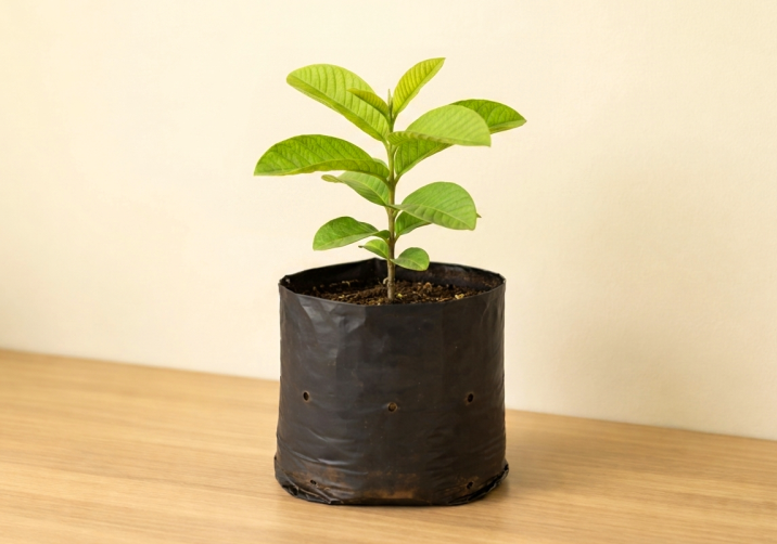 Guava Sapling